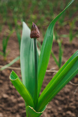 Fototapeta premium Agricultural field with green onion on garden bed in vegetable field. rows of fresh onion plants. vertical
