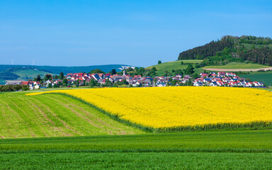 A large rapeseed field in front of the idyllic village of Blumberg in the Black Forest region in...
