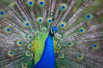 Fototapeta na wymiar Elegant colourful male peacock portrait