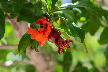 blooming pomegranate