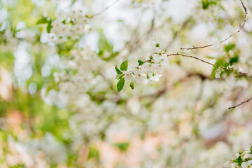 the branches of flowering cherry trees. white flowers in the spring garden.