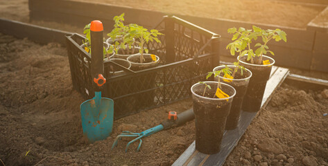 green young tomato seedlings in upcycled plastic containers and garden tools on the ground bed. plants ready to transplantation in sunset light. Organic farming and gardening concept