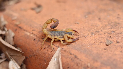 Yellow scorpion, dangerous and poisonous insect. Poisonous insect danger to people and pets.