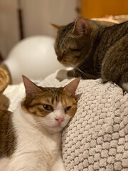 Close up shots of 2 years old Ms. Macaron, lying on the cushion and 2 years old Mr. Marshmallow...