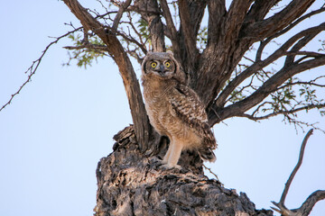 Sub-adult Spotted Eagle Owl, Kgalagadi, South Africa