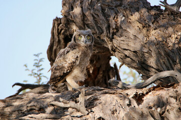 Sub-adult Spotted Eagle Owl, Kgalagadi, South Africa