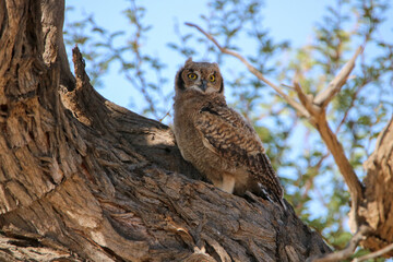 Obraz premium Sub-adult Spotted Eagle Owl, Kgalagadi, South Africa