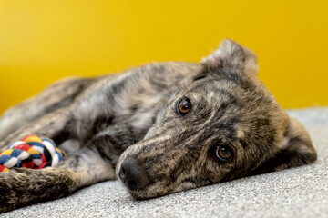 Portrait of a lonely puppy from an animal shelter.