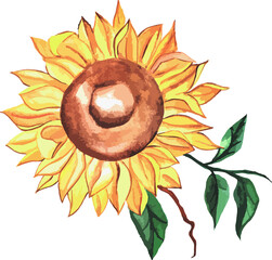 watercolor of a large sunflower flower with leaves and a branch. Vector. one element