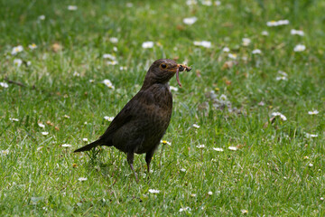 female blackbird on a meadow with different insects in its beak