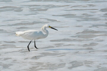 White Egret on the Beach