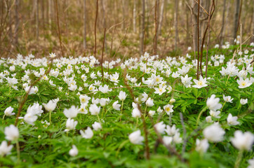 White spring flowers, wood anemone in a forest blooming 