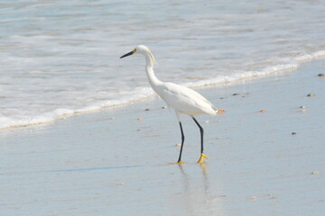 White Egret on the Beach