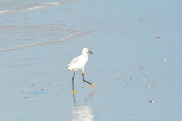 White Egret on the Beach