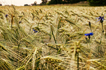 Kornfeld - Ecology - Environment - Agriculture - Bio - High quality photo