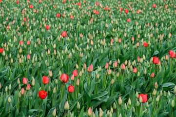 Field of cheerful red tulips beginning to bloom on a spring day, as a nature background
