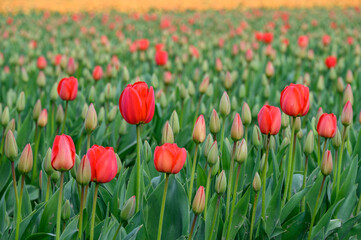 Field of cheerful red tulips beginning to bloom on a spring day, as a nature background
