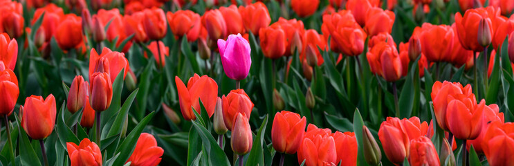 Field of dark red tulips blooming with one lone pink tulip highlighted by the sun on a gloomy day
