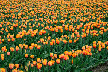 Field of cheerful orange tulips beginning to bloom on a spring day, as a nature background
