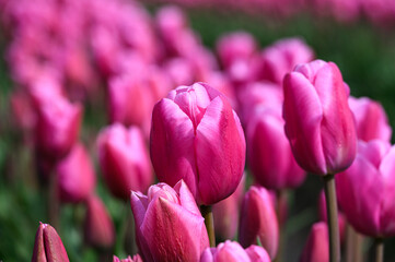 Obraz premium Closeup of bright pink tulips growing in a field on a spring day, as a nature background 