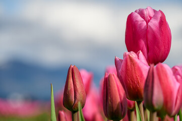 Closeup of bright pink tulips growing in a field on a spring day, as a nature background
