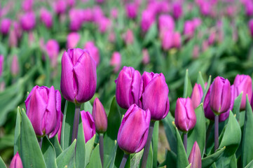 Field of pastel purple tulips growing in a field on a spring day, as a nature background
