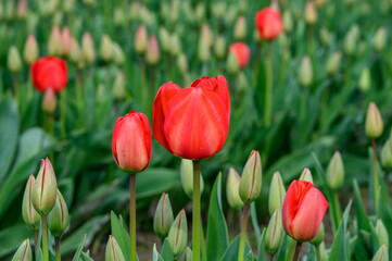 Fototapeta premium Field of cheerful red tulips beginning to bloom on a spring day, as a nature background 