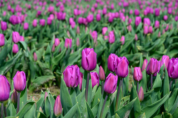 Field of pastel purple tulips growing in a field on a spring day, as a nature background
