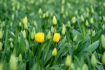 Field of cheerful yellow tulips beginning to bloom on a spring day, as a nature background
