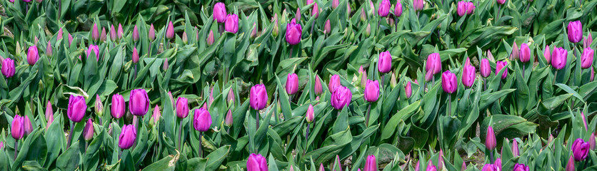 Field of pastel purple tulips growing in a field on a spring day, as a nature background
