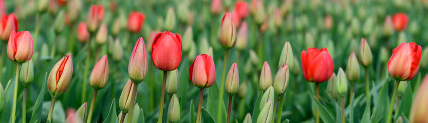 Fototapeta premium Field of cheerful red tulips beginning to bloom on a spring day, as a nature background 