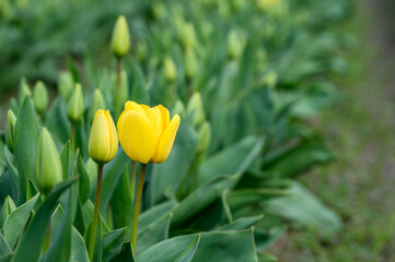 Field of cheerful yellow tulips beginning to bloom on a spring day, as a nature background
