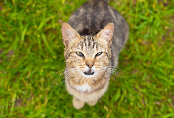 Naklejka na ściany i meble cenital view of a cat on the grass looking up towards the camera