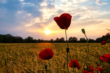 Mohn - Beautiful summer day. Red poppy field. - High quality photo	- High quality photo	