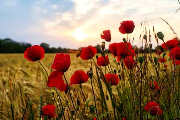 Mohn - Ecology - Beautiful summer day. Red poppy field. - Flowers Red poppies blossom on wild...