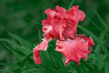 A red iris flower on top of green day lily leaves in the garden