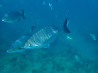 Pacific drummer or Bermuda chub or grey drummer, Pacific chub (Kyphosus sectatrix) undersea, Atlantic Ocean, Cuba, Varadero