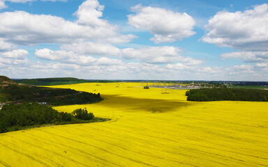 Top view of the yellow rapeseed fields. Agro background for design and advertising of agricultural crops