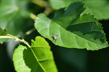 Fly on a Green Leaf