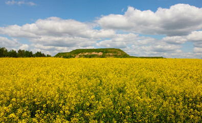 Obraz premium Top view of the yellow rapeseed fields. Agro background for design and advertising of agricultural crops