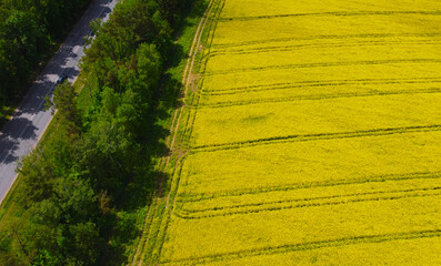 Top view of the yellow rapeseed fields. Agro background for design and advertising of agricultural crops