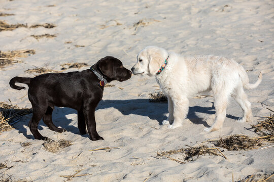 A black lab puppy and golden retriver puppy sniff noses on the beach