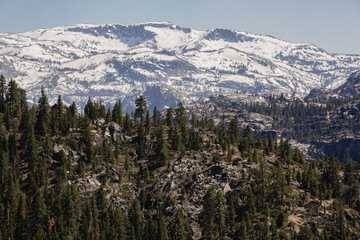 Stanislaus Forrest landscape in summer