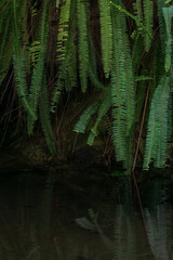 Fototapeta na wymiar Green fern thickets over water