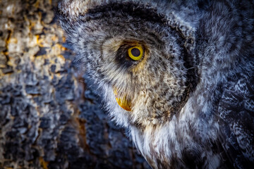 Barred Owl scanning the ground