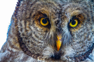 Barred Owl scanning the ground