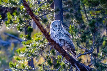 Barred Owl scanning the ground