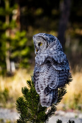 Barred Owl scanning the forest for the next meal