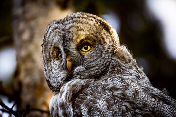 Barred Owl scanning the forest for the next meal