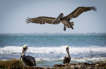 Brown pelican with opened wings flying between two other pelicans with wavy Caribbean ocean in the back ground with blue sky on a sunny day